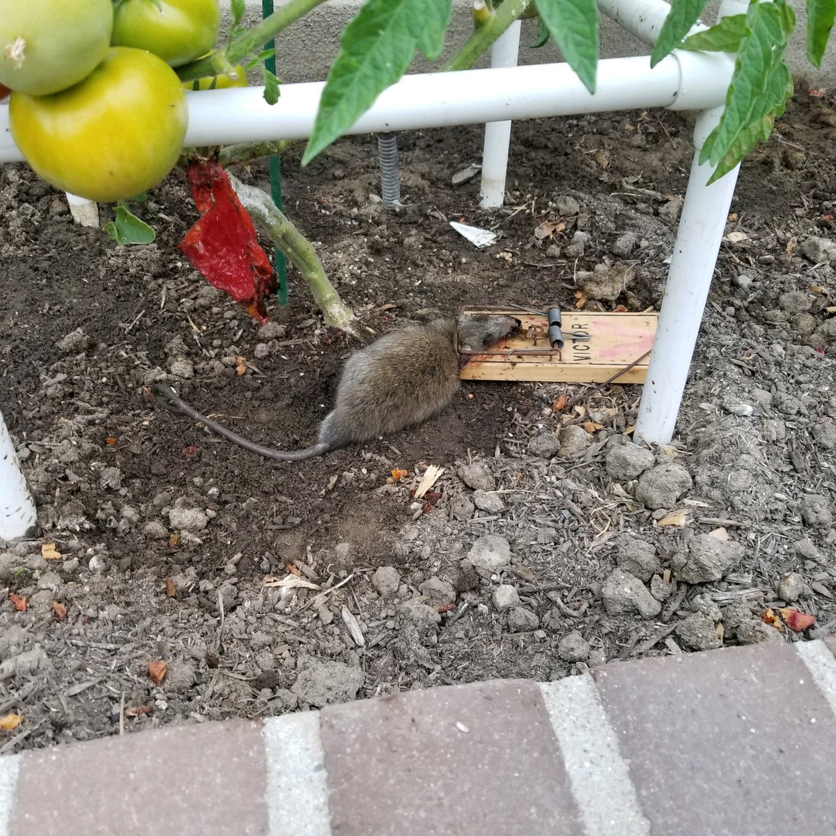 Brand New Effective Rat Trapping Tip Better Way to Catch Rats Bait Cage