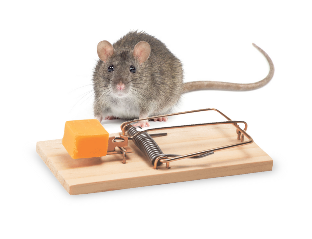 What is the Best Bait for Rat Traps Bait Cage