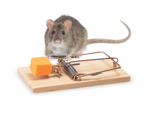 What is the Best Bait for Rat Traps?