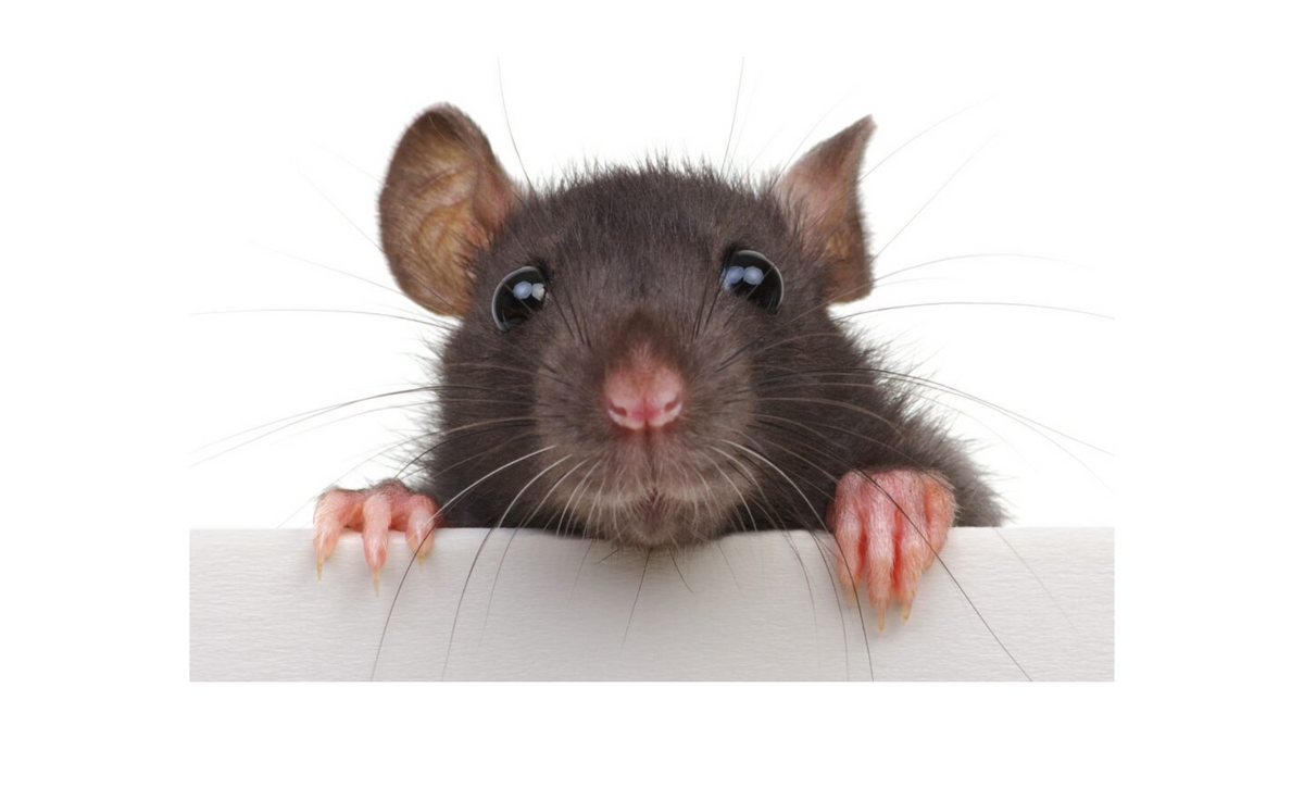 Conquering Rat Infestations: Four Essential Steps to Reclaim Your Spac ...