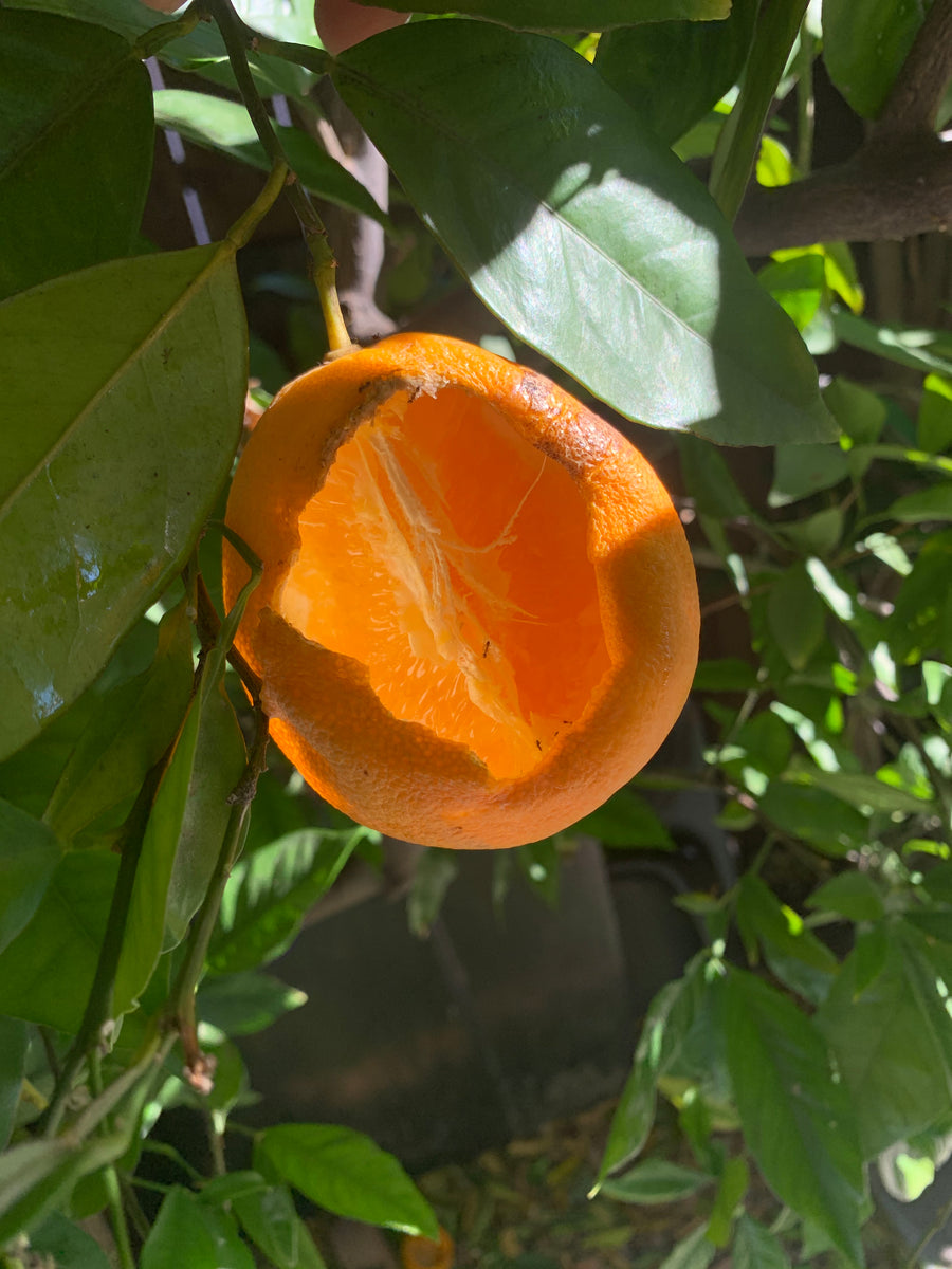 Rats in Fruit Trees | Are Rats Eating your Fruit? – Bait Cage
