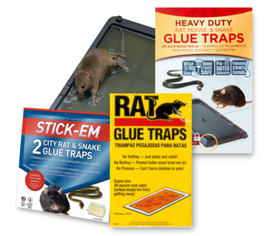 How About Glue Traps for Rodent Control?