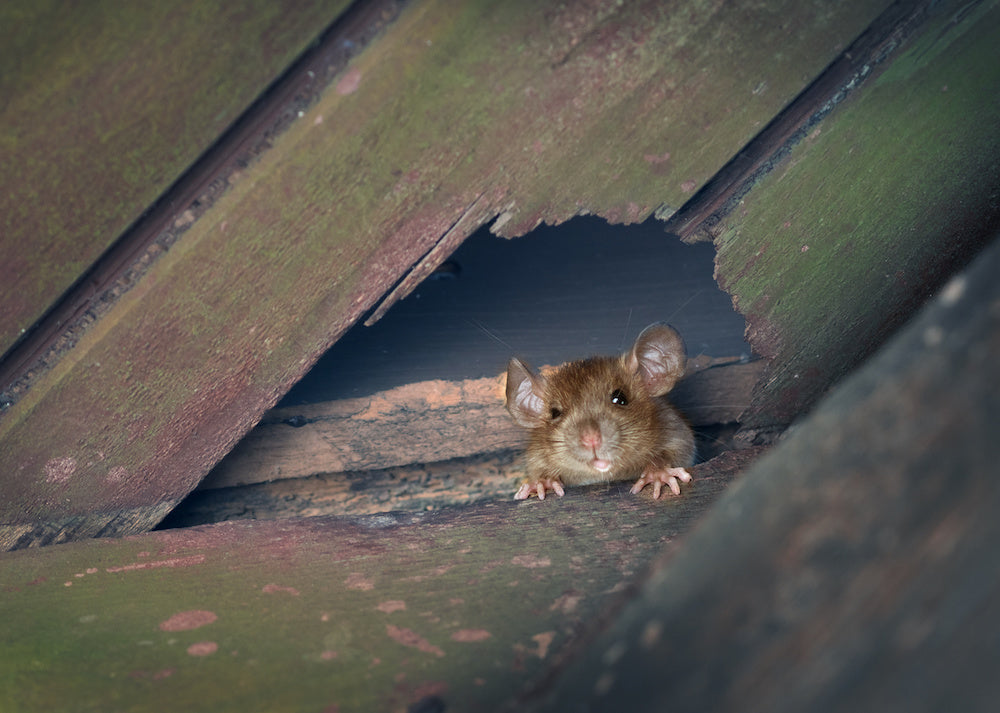 What Are Some Rat Nesting Habits?