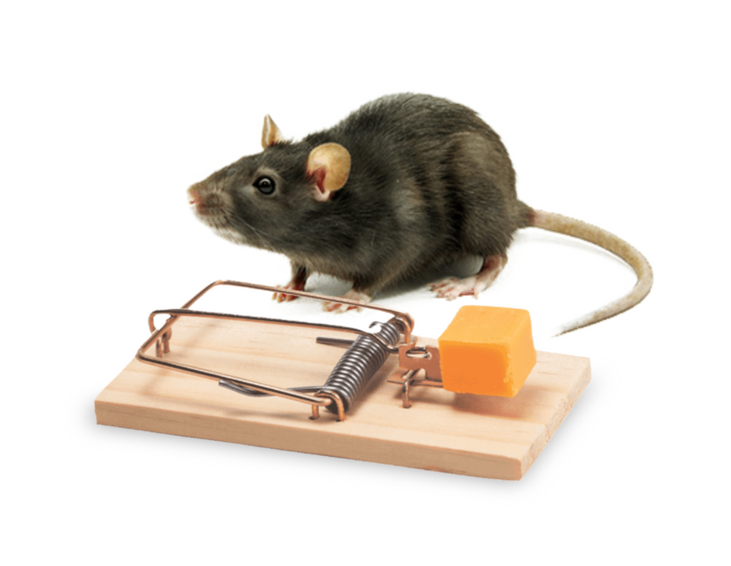 Why Are Your Rat Traps Not Working?