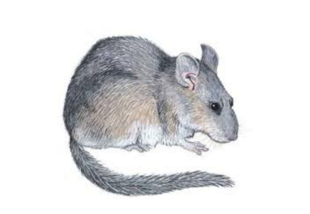 Are Woodrats and Pack Rats the Same?
