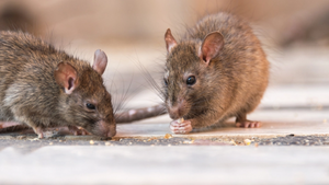 Image of 2 rats feeding